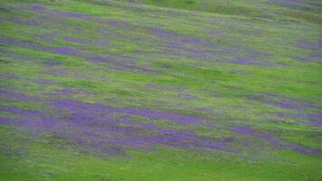 Prairie couvert avec violet fleurs sur sans arbres collines video