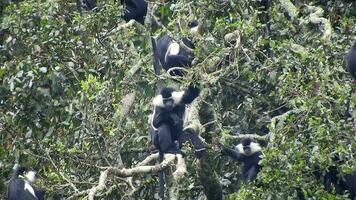 negro blanco colobo mono y colombino monos a natural ambiente en selva arboles en África video