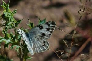 un mariposa, un delicado polinizador, graciosamente saldos en un plantas ramita en el fauna silvestre foto