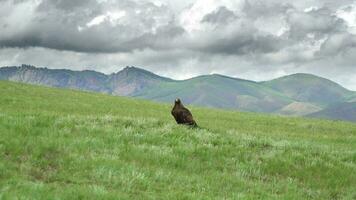 A Free Wild Golden Eagle Bird in Natural Habitat of Green Meadow video