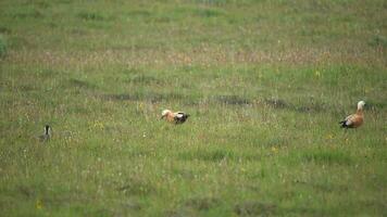 selvagem corado shelduck pássaro família com pais e jovem filhotes dentro natural Prado video