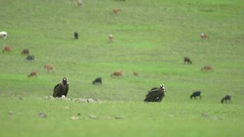 un' gratuito selvaggio avvoltoio nel verde prato video