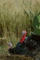 turkeys walking in farm with green grass photo