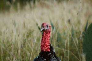 The turkey, a bird of nature, blends with the plant-filled surroundings photo