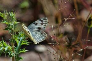 A butterfly, a delicate pollinator, gracefully balances on a plant's twig in the wildlife photo