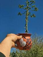 Pulque a traditional Mexican drink from the maguey plant, rooted in nature photo