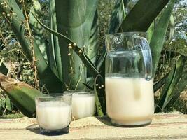 Experience the authentic taste of Mexican pulque, a traditional maguey drink photo