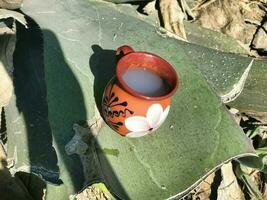 Pulque and maguey the essence of Mexico rich cultural heritage photo