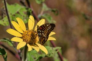 A colorful butterfly gracefully perches on a vibrant flower, pollinating the wild landscape photo