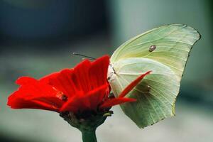 mariposas y polillas graciosamente polinizar flores foto