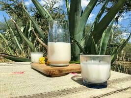 Savor the flavors of Mexico with pulque, a refreshing maguey drink photo