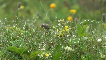 l'eau gouttes sur le les plantes dans brouillard video