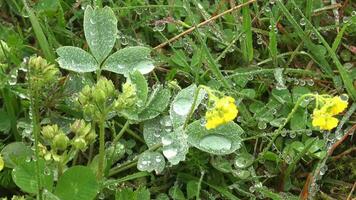 l'eau gouttes sur le les plantes dans brouillard video