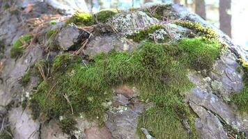 Moss and Natural Texture in Pine Tree Bark video