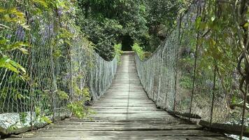 hölzern einfach Suspension Brücke Über Fluss im blühen Wald video