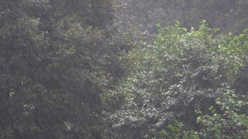 pesante forte torrenziale pioggia nel foresta video