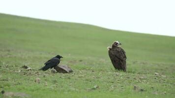 Raven and Vulture Stand Side by Side video