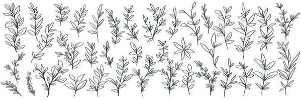 Hand drawn wild herbs big set vector