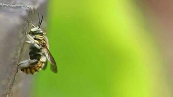 flauschige Biene Makro mit ruhen Arbeiter Biene oder Königin Biene im Nahansicht Makro Aussicht Prügel Flügel und Pflege es ist Aufregung Haar zeigen Einzelheiten von Honigbiene Augen und Körper wie vorteilhaft Insekt zum Bestäubung video