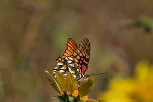 A colorful butterfly gracefully perches on a vibrant flower, pollinating the wild landscape photo