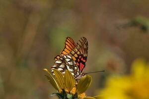 A colorful butterfly gracefully perches on a vibrant flower, pollinating the wild landscape photo