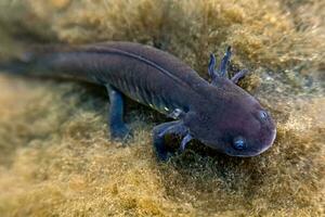 Grey axolotl in Mexican waters, showcasing its unique terrestrial features and vibrant fin photo