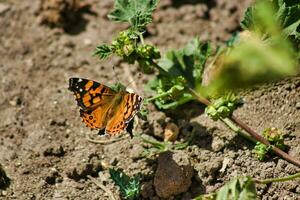 Butterfly on a plant in the garden. Selective focus. photo