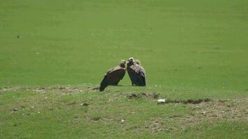 vrij wild gier in natuurlijk milieu leefgebied video