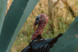 The turkey, a bird of nature, blends with the plant-filled surroundings photo