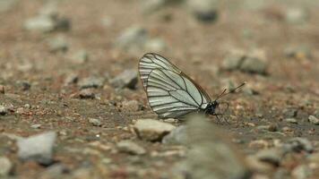 papillon sur sol surface video