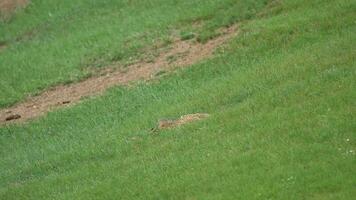 natuurlijk wild grond eekhoorn in groen grasland video