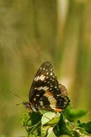 Butterfly on a yellow flower. Butterfly on a flower. photo