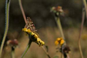 un vistoso mariposa graciosamente perchas en un vibrante flor, polinizando el salvaje paisaje foto