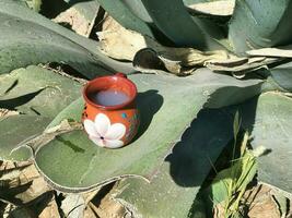 pulque y maguey el esencia de mexico Rico cultural patrimonio foto