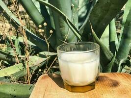 Authentic Mexican drink, pulque, made from the maguey plant photo