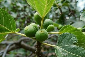 árbol lleno de fruta, eso muestra en sus ramas un rango de delicioso maduro frutas, incluso higos foto