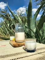 Savor the flavors of Mexico with pulque, a refreshing maguey drink photo