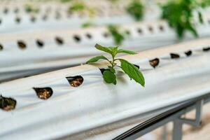 Hydroponic strawberry farm. Stock photo of hydroponics method of growing plants, in water, without soil