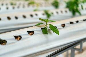 hidropónico fresa granja. valores foto de hidroponia método de creciente plantas, en agua, sin suelo