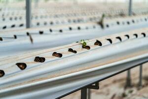 hidropónico fresa granja. valores foto de hidroponia método de creciente plantas, en agua, sin suelo