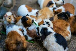 un grupo de adorable mascota Guinea cerdos en el jardín en dalat, Vietnam foto