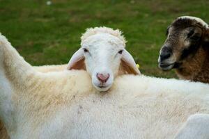 Livestock farm, flock of sheep in Da Lat, Vietnam photo