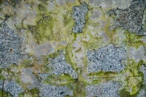 Moss green texture. Moss background. Green moss on grunge texture, background photo