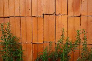 Vintage red brick wall background overgrown with ivy photo