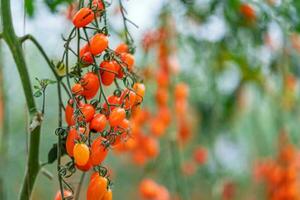 Red Cherry Tomatoes ripening in the greenhouse garden in Da Lat, Vietnam. photo