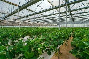 hidropónico fresa granja. valores foto de hidroponia método de creciente plantas, en agua, sin suelo