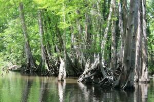 Landscape Along The Pearl River From A Boat On The Honey Island Swamp Tour In Slidell Louisiana photo