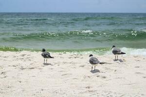 Seagulls On The Beach photo