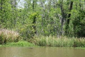 Landscape Along The Pearl River From A Boat On The Honey Island Swamp Tour In Slidell Louisiana photo