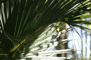 Palm Tree Growing In The Tropical Sun photo